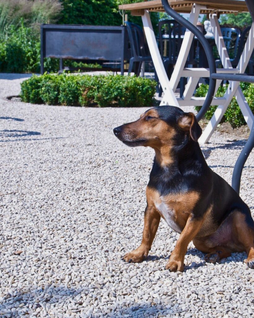 496824702 1265326752270342 172359275713521818 n