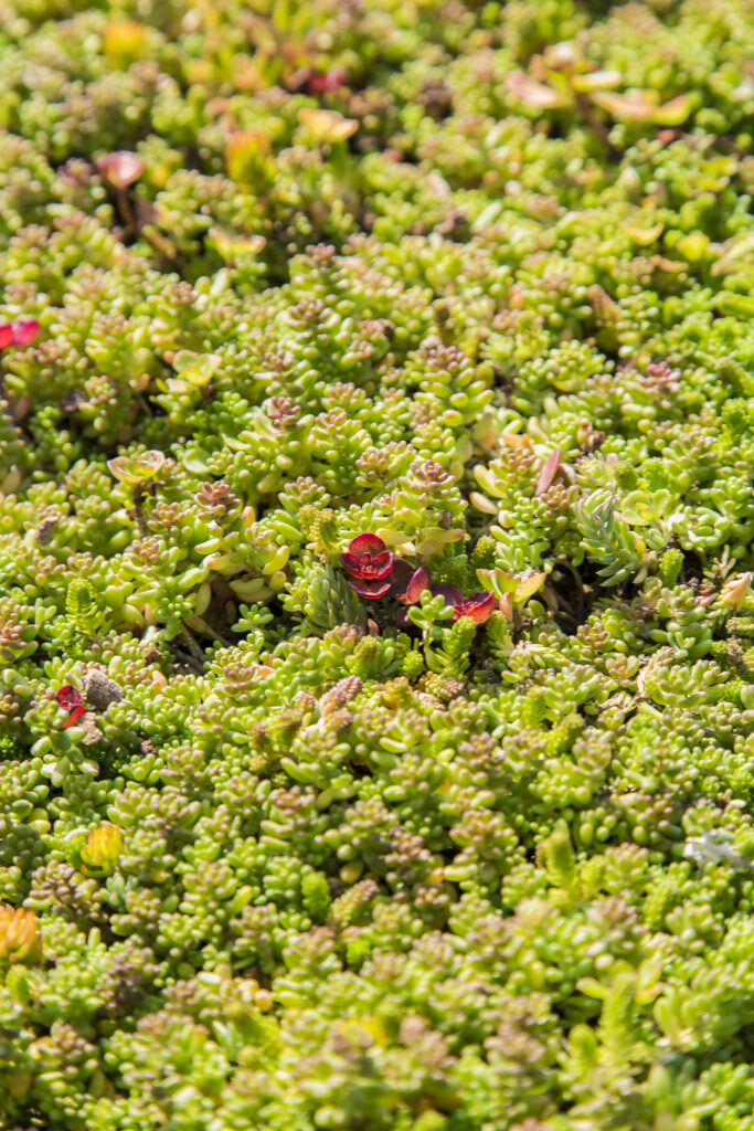 ECCOSedum S02