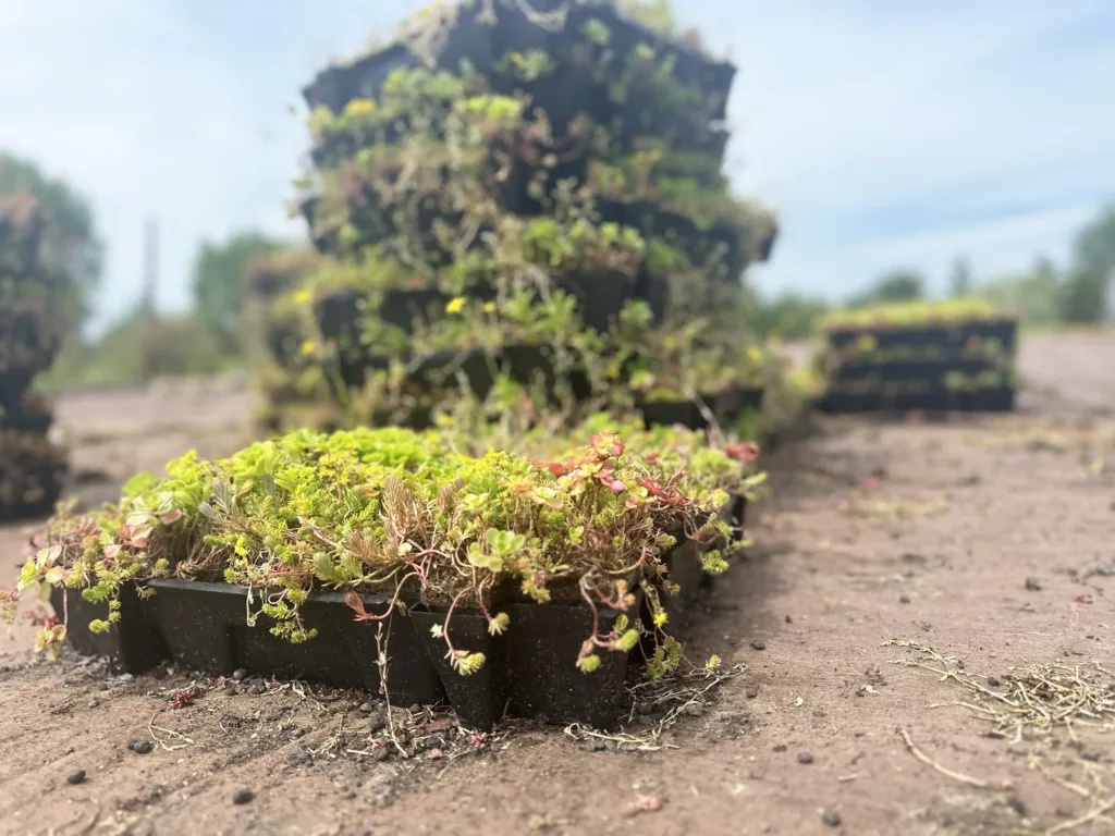 Sedumcassette gevuld 1200x900